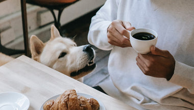Dog Wanting Coffee