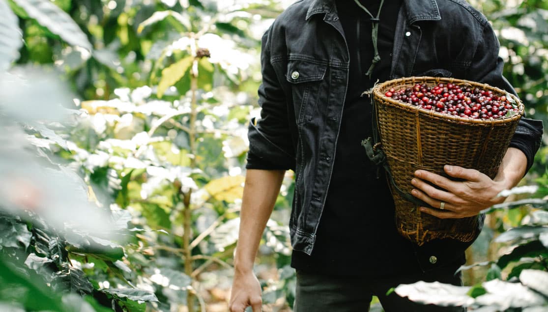Man carrying coffee cherries