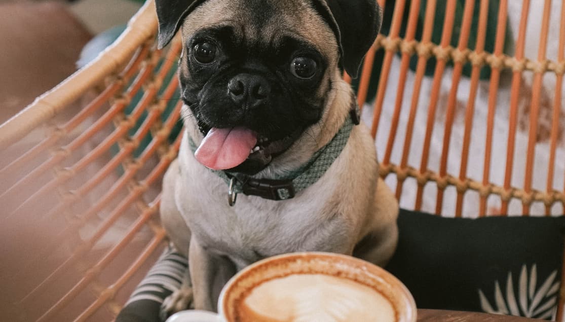 Pause the Coffee Talk! Pet Appreciate Post
