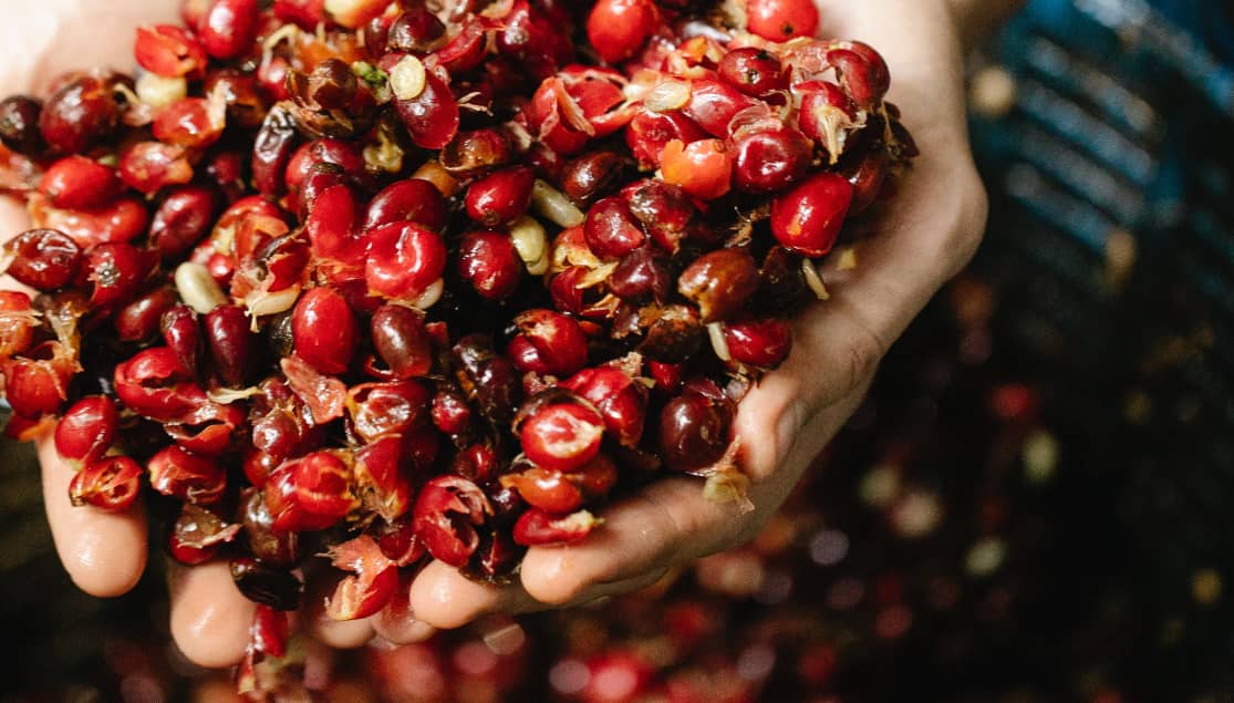 Coffee Sustainability: Cascara, Coffee Fruit Tea
